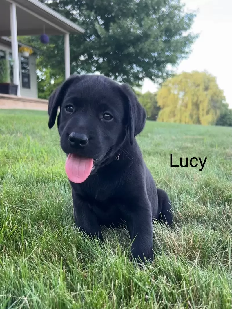 Lucy