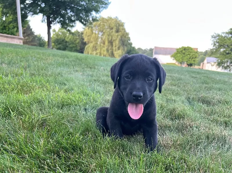 Lucy