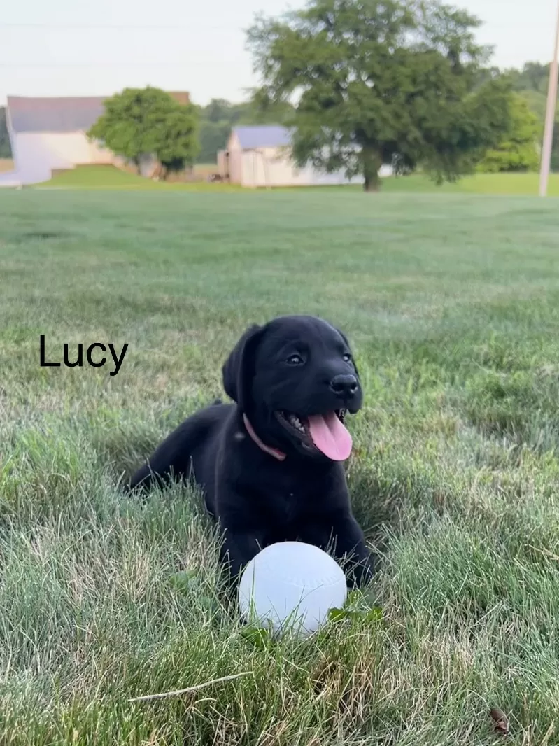 Lucy