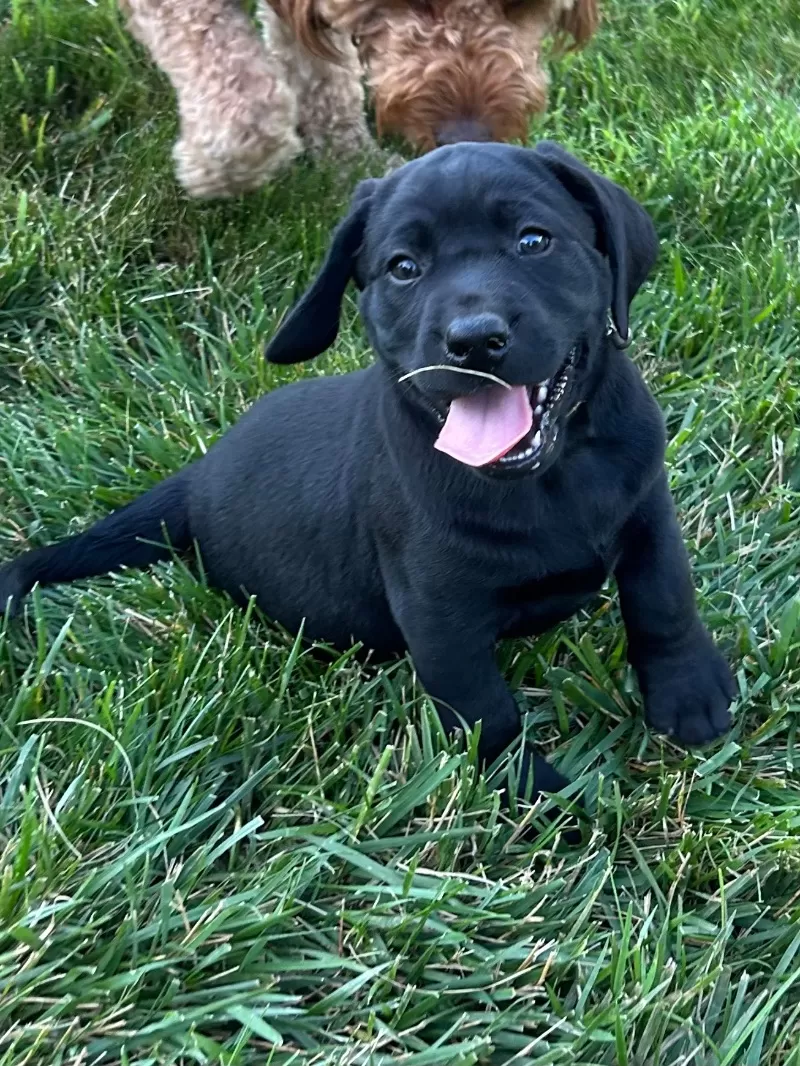 Lucy