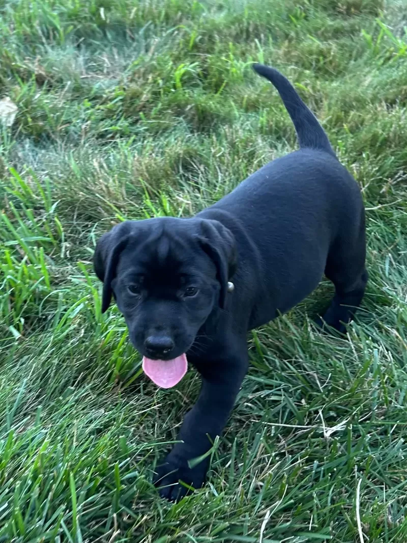 Lucy