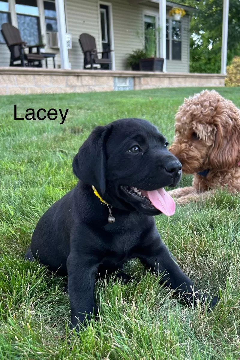 Lacey