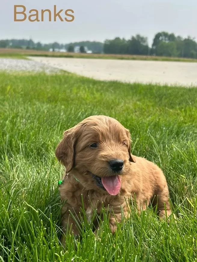 Puppy Name: Banks