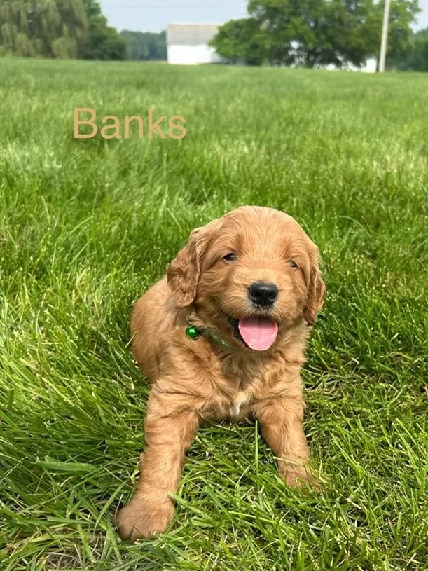 Banks