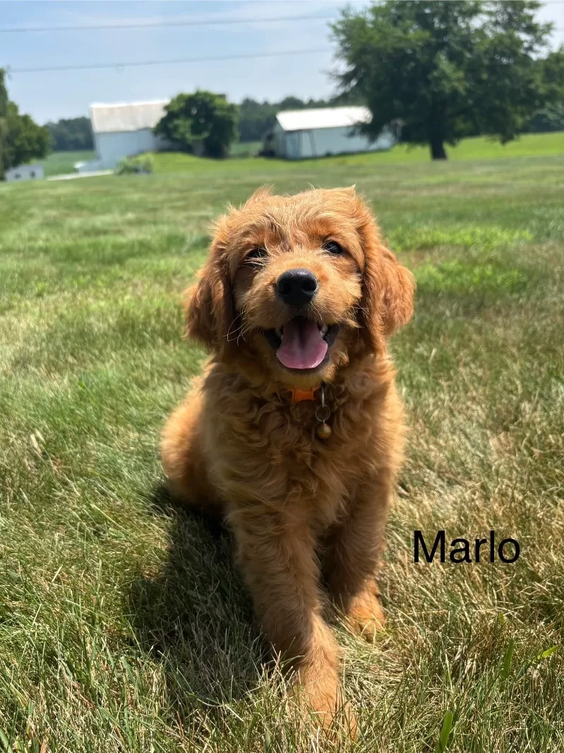 Marlo