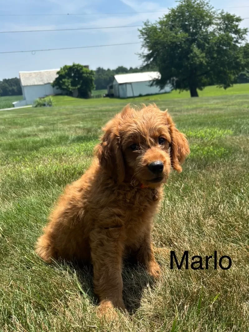 Marlo