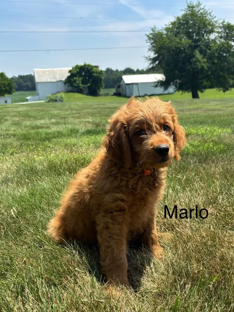 Marlo