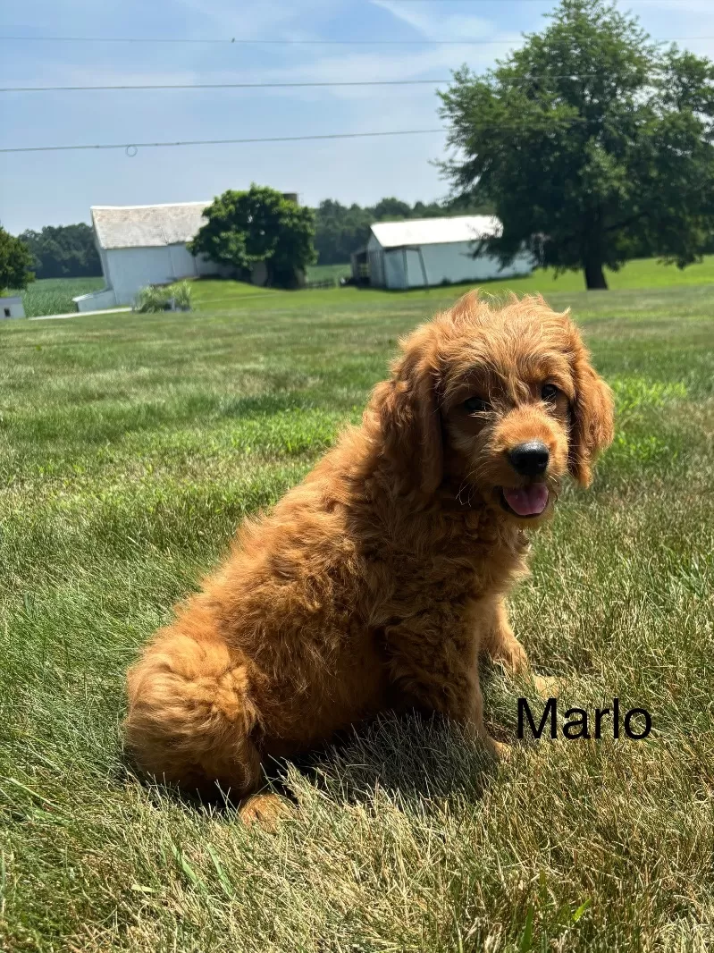 Marlo