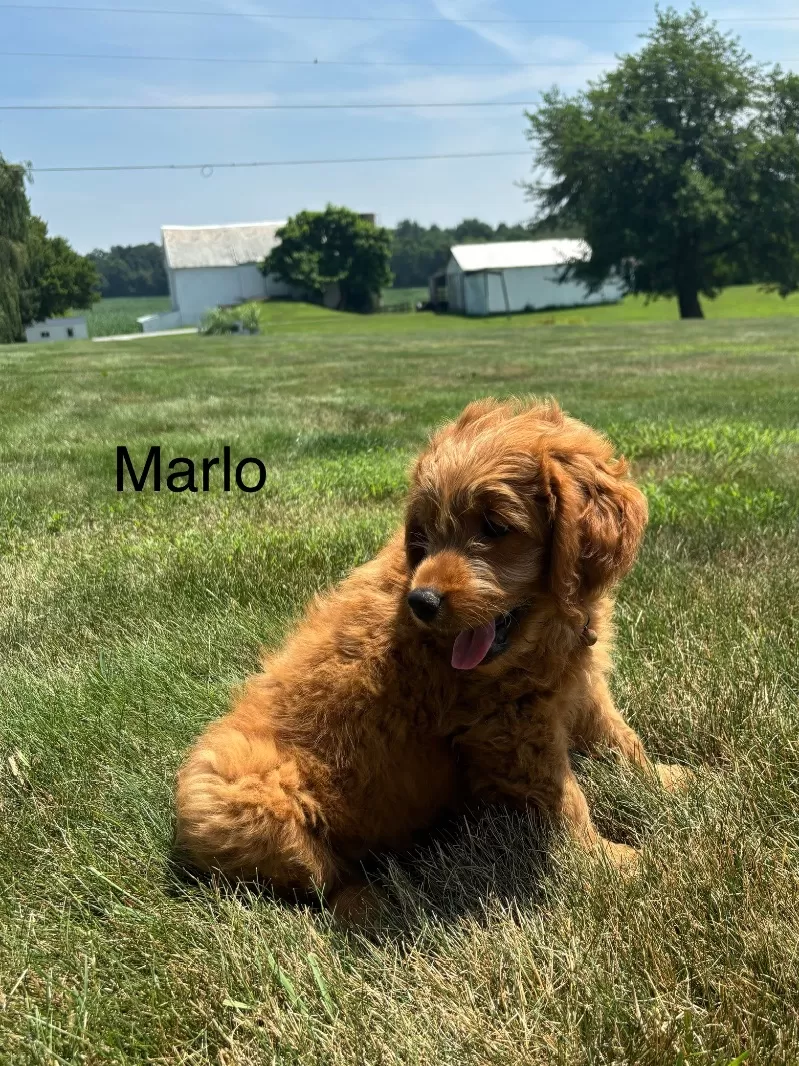 Marlo