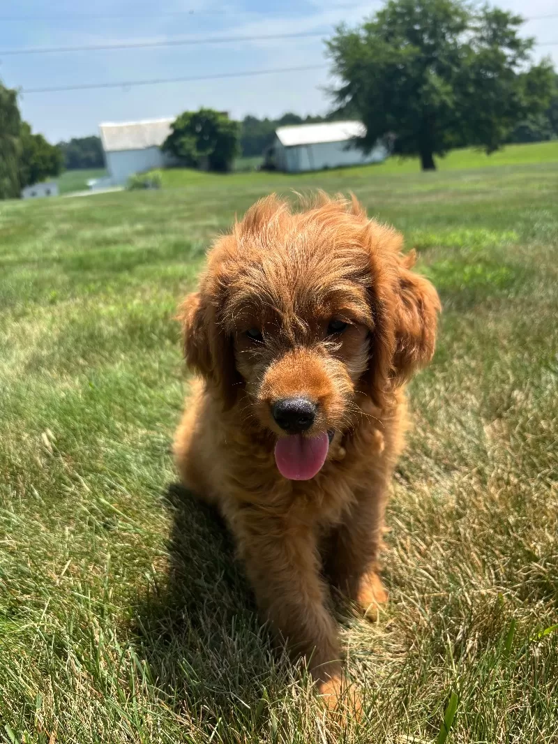 Marlo