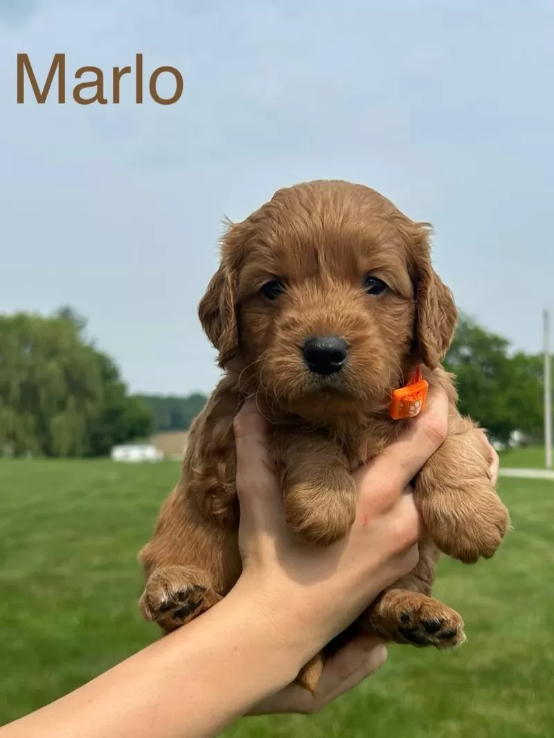 Marlo