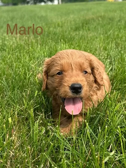Marlo