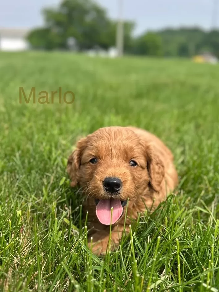 Marlo