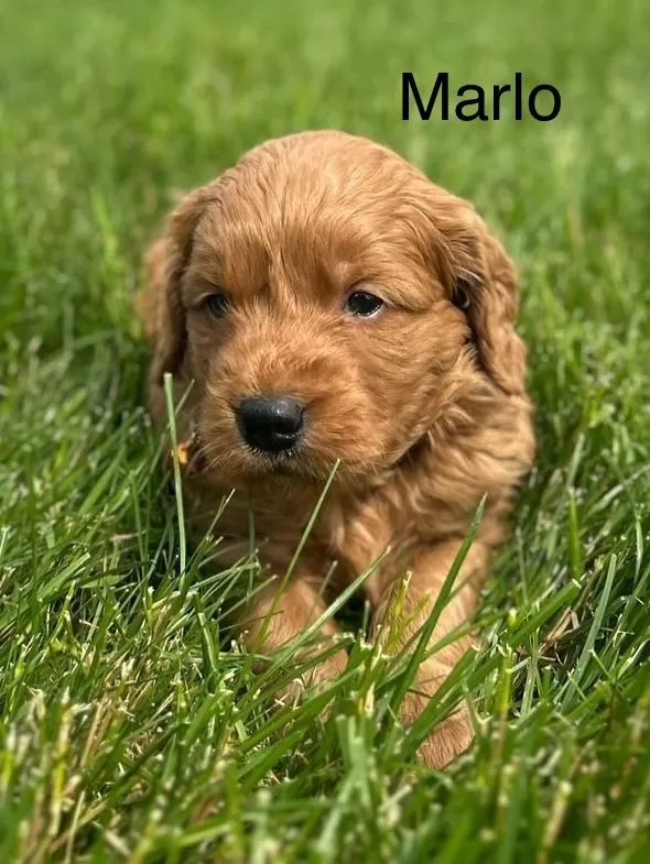 Marlo