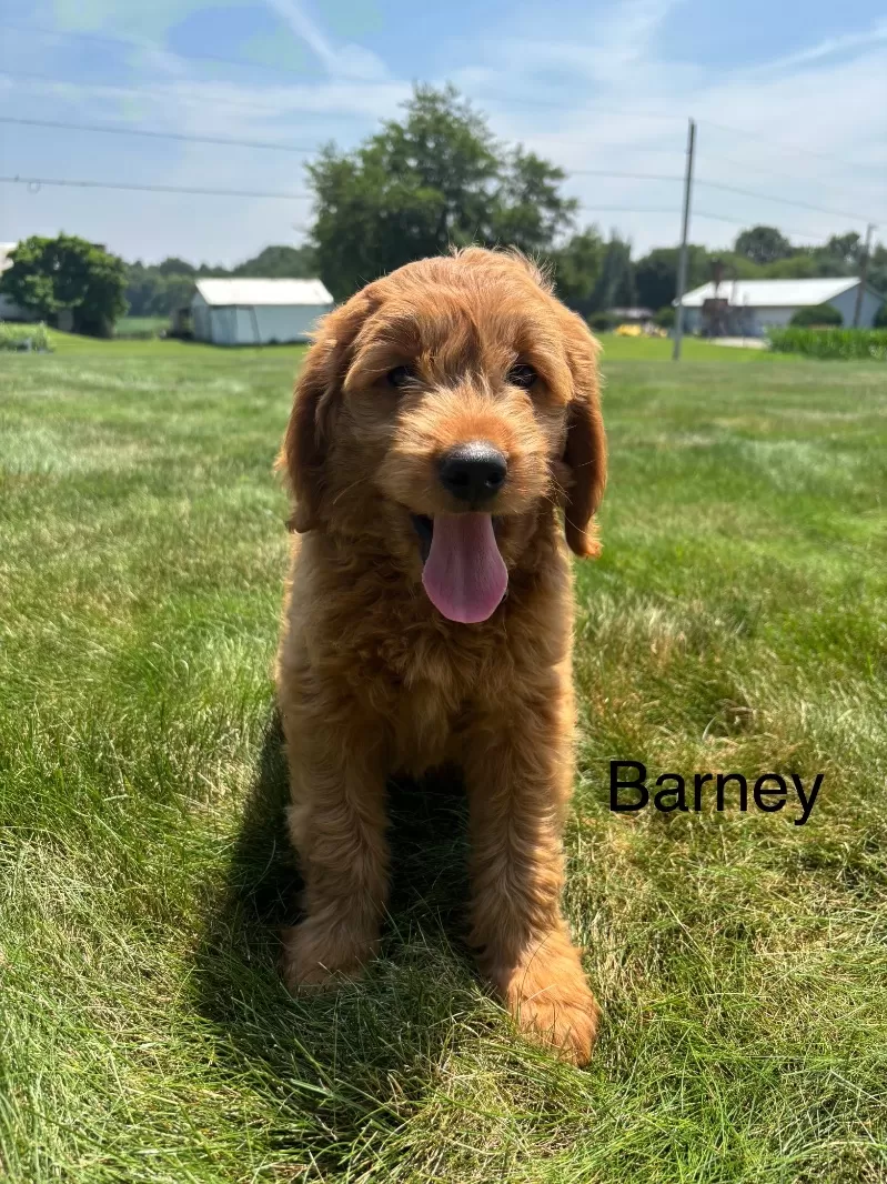Barney