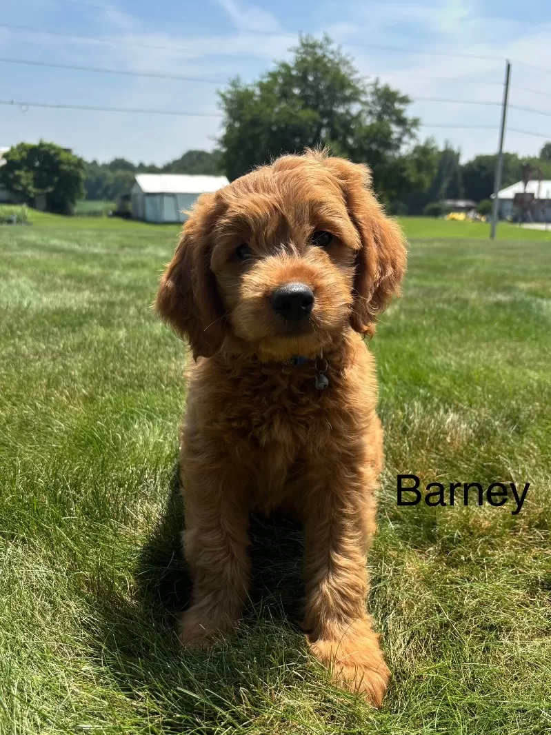 Barney