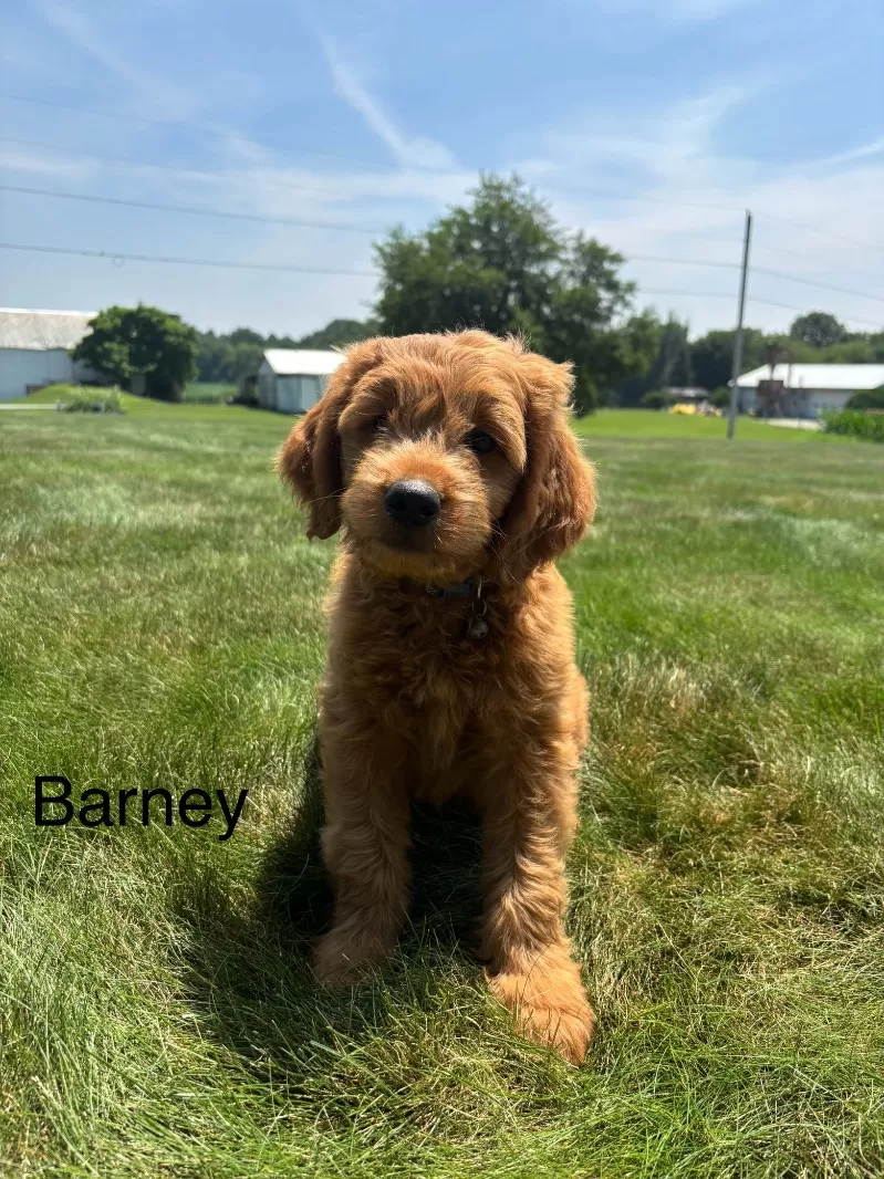 Barney
