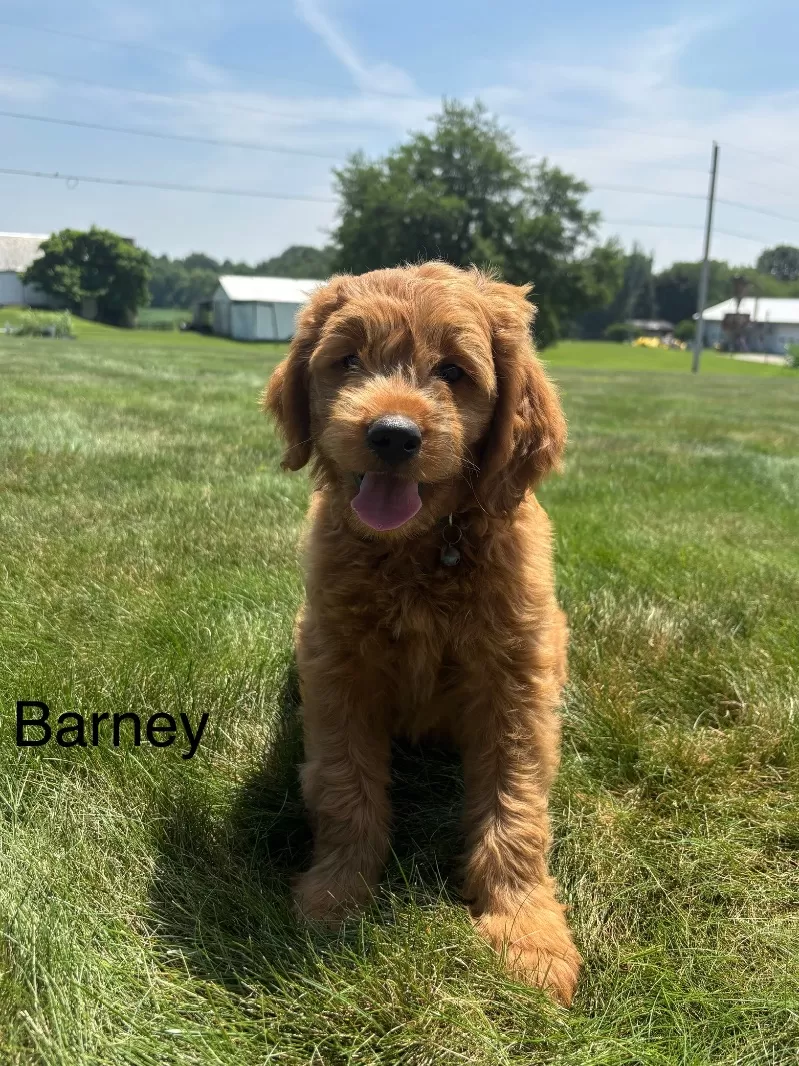 Barney