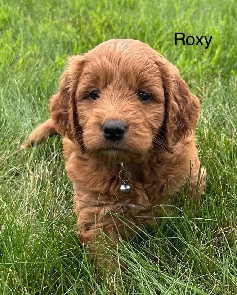 Puppy Name: Roxy
