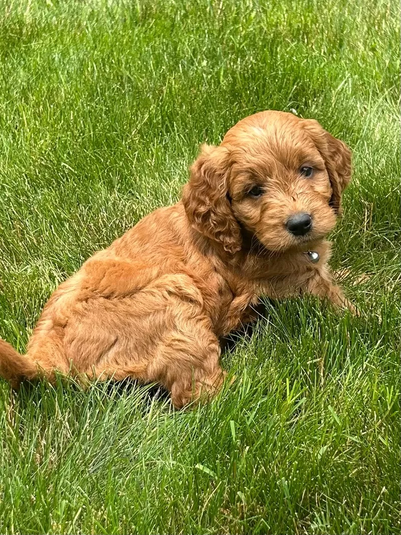 Roxy