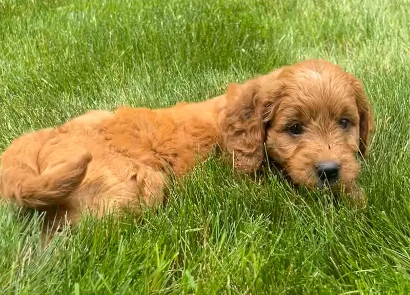 Roxy