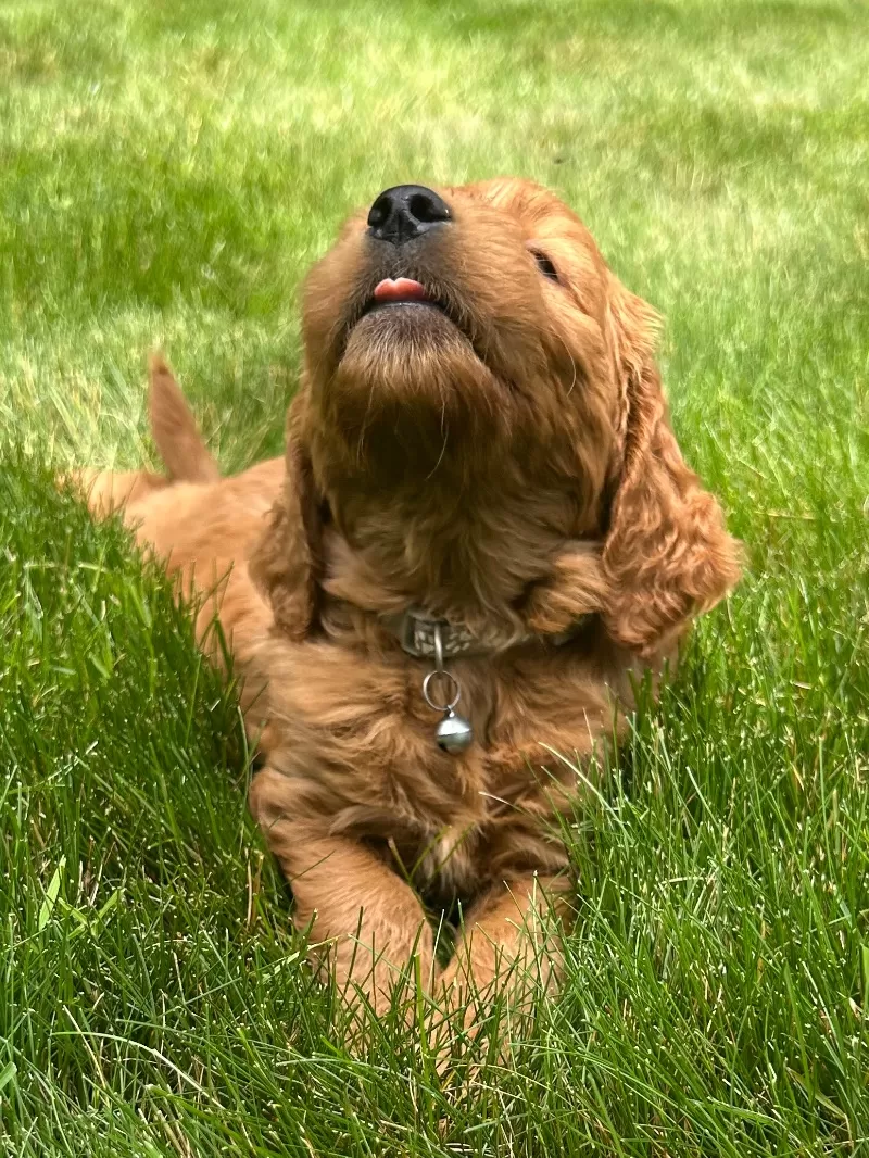 Roxy