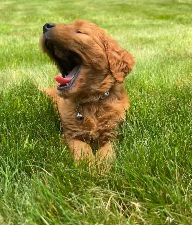 Roxy