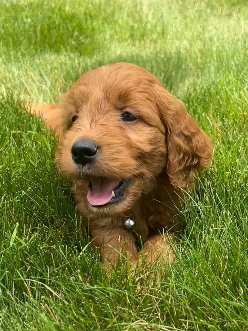 Roxy