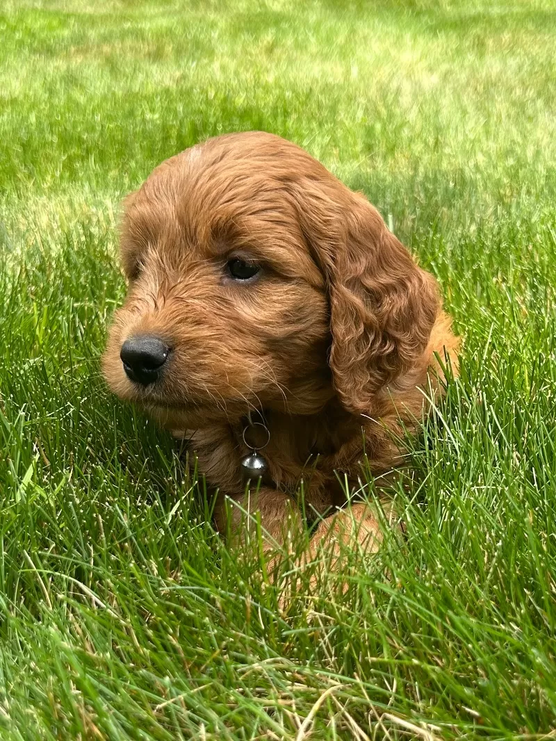 Roxy
