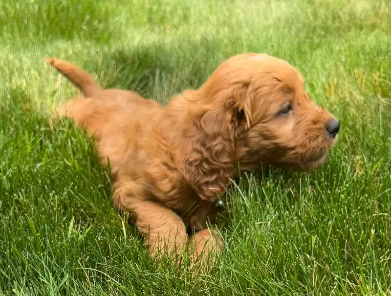 Roxy