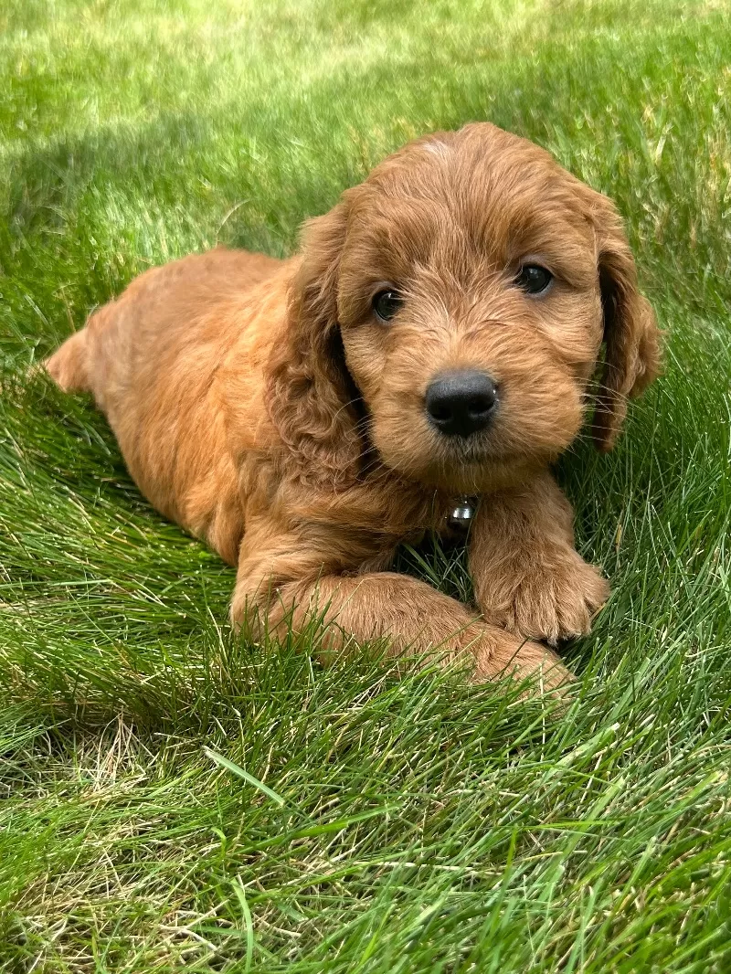 Roxy