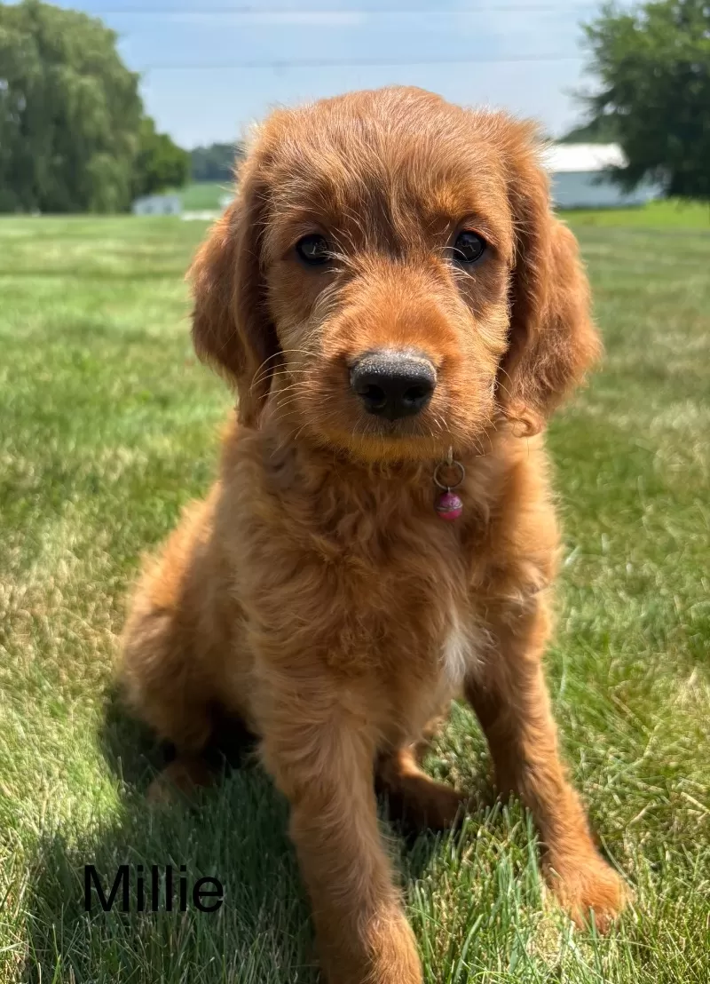 Millie
