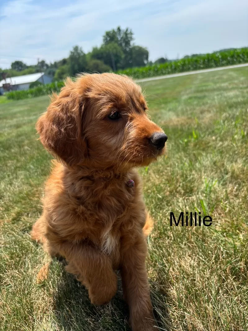 Millie