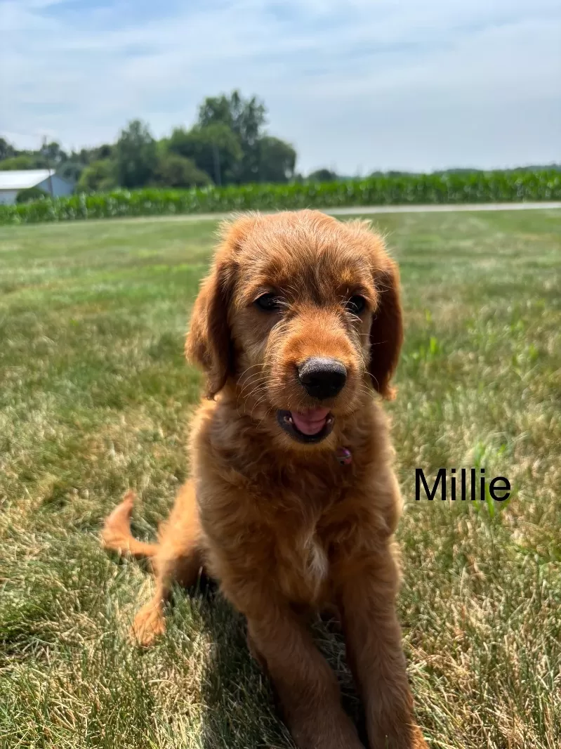 Millie