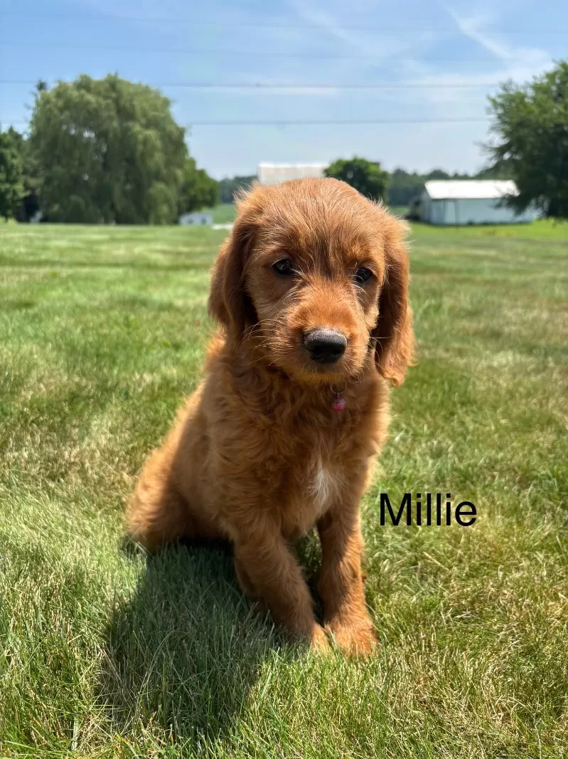 Millie