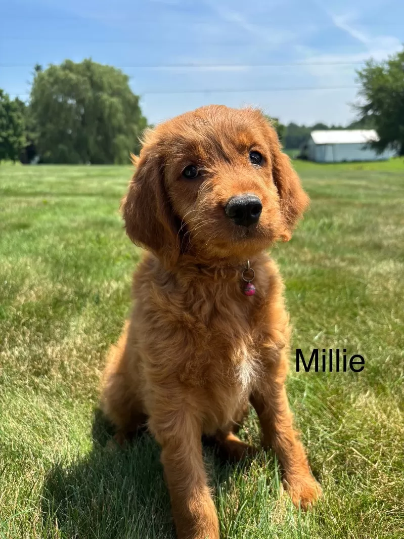 Millie