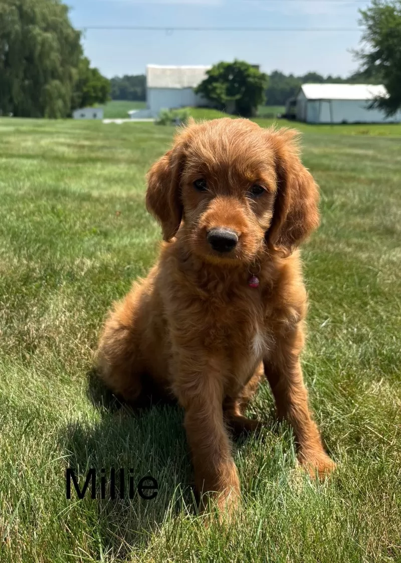 Millie