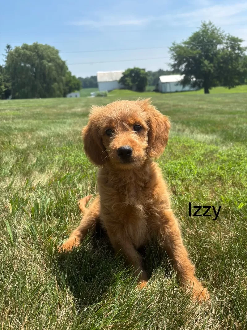 Izzy