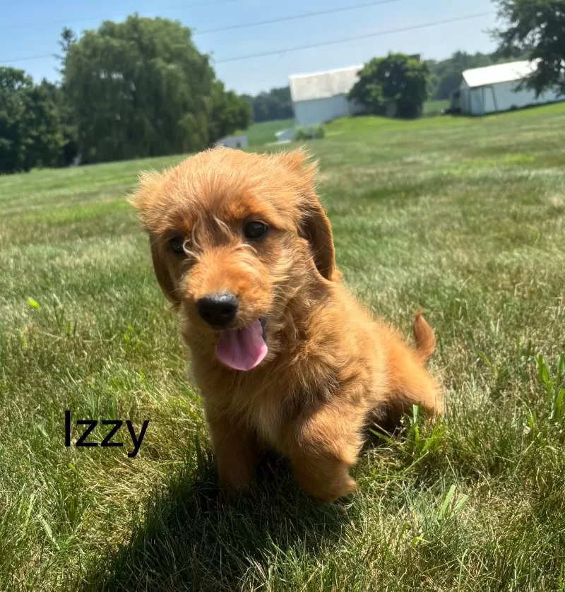 Izzy