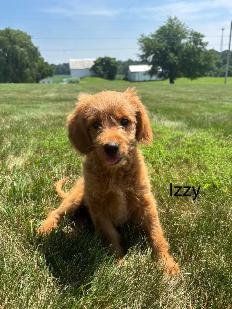 Izzy