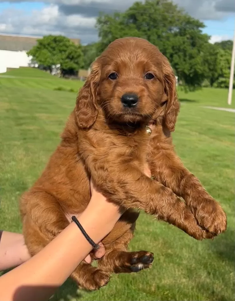 Puppy Name: Remi