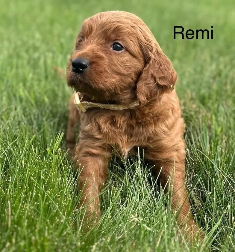 Remi