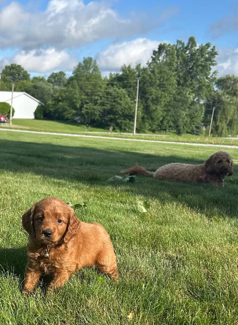 Remi