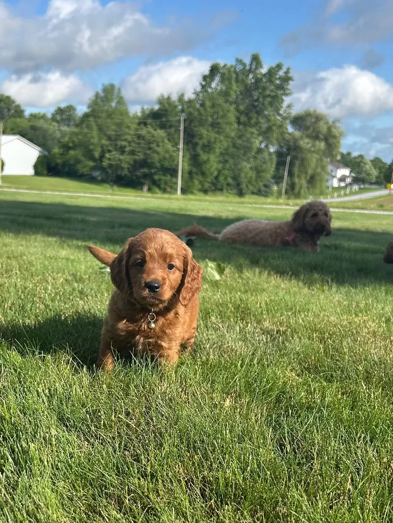 Remi