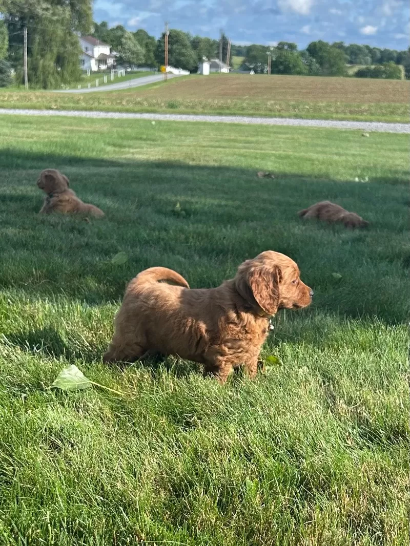 Remi