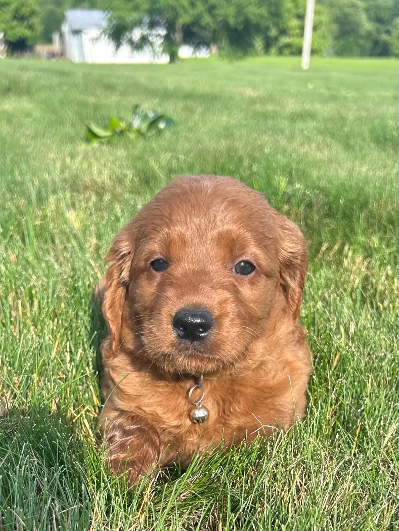 Remi