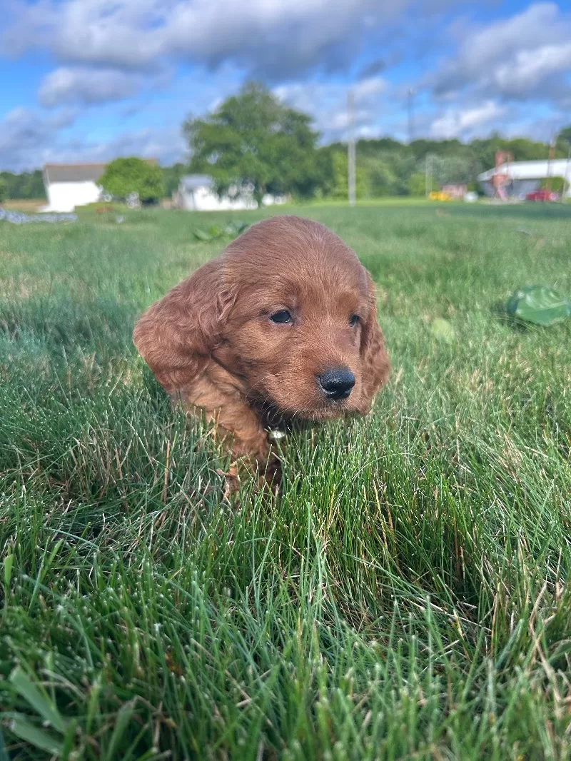 Remi