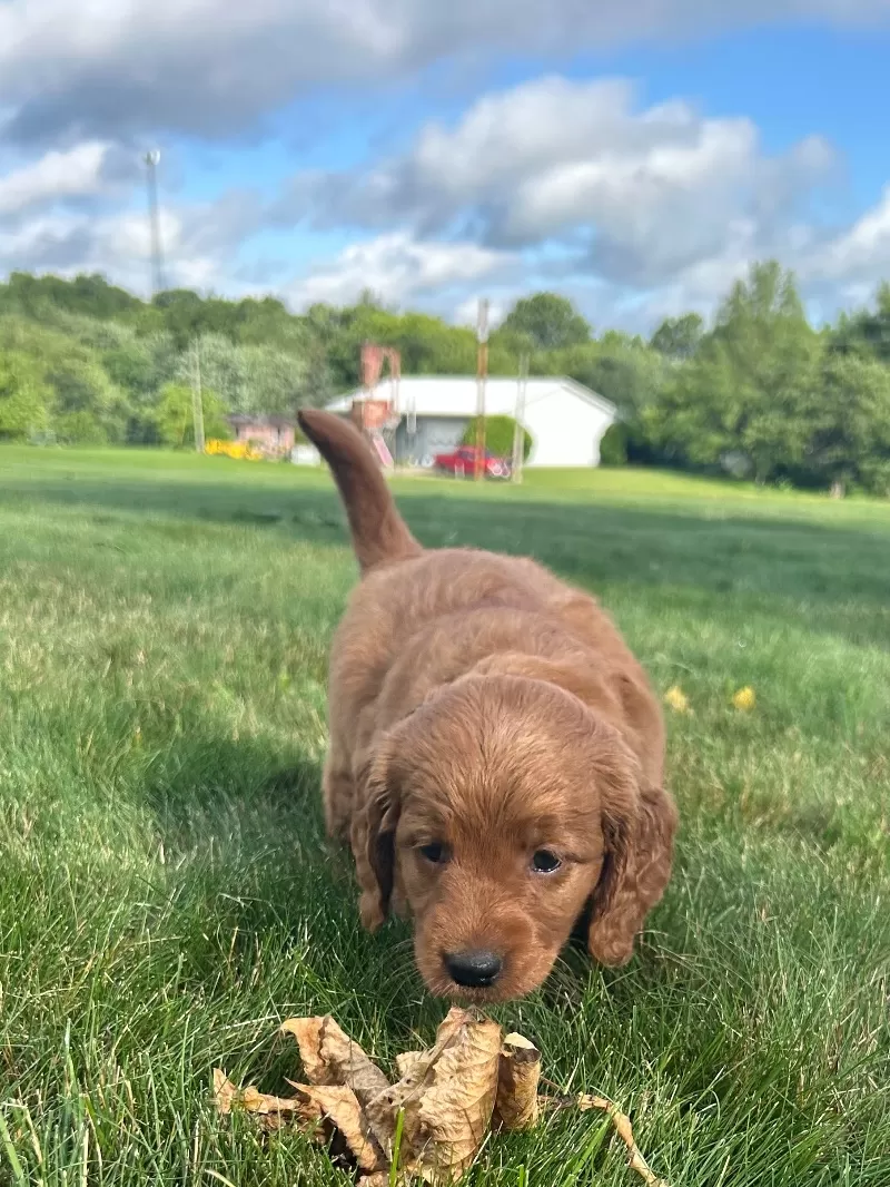 Remi