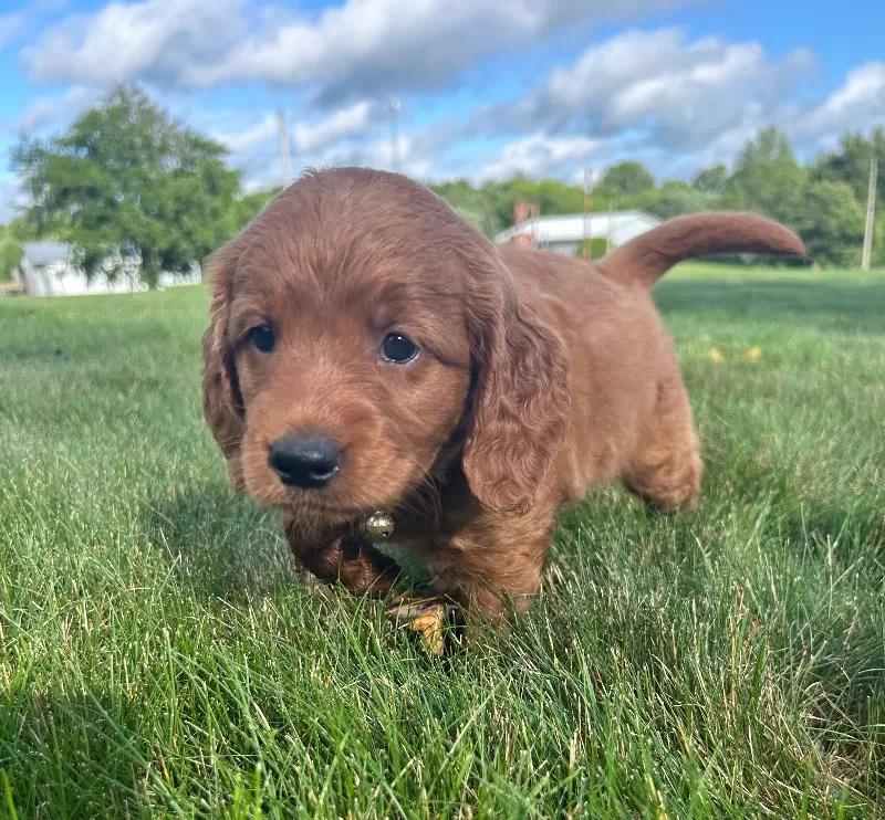 Remi