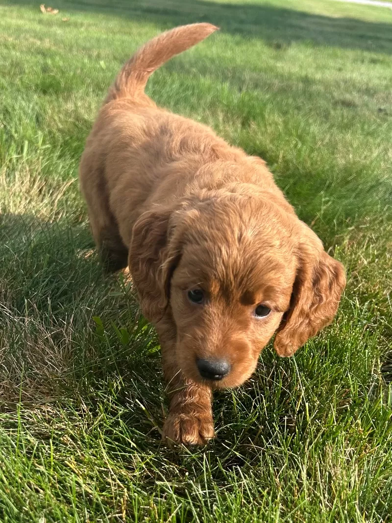 Remi